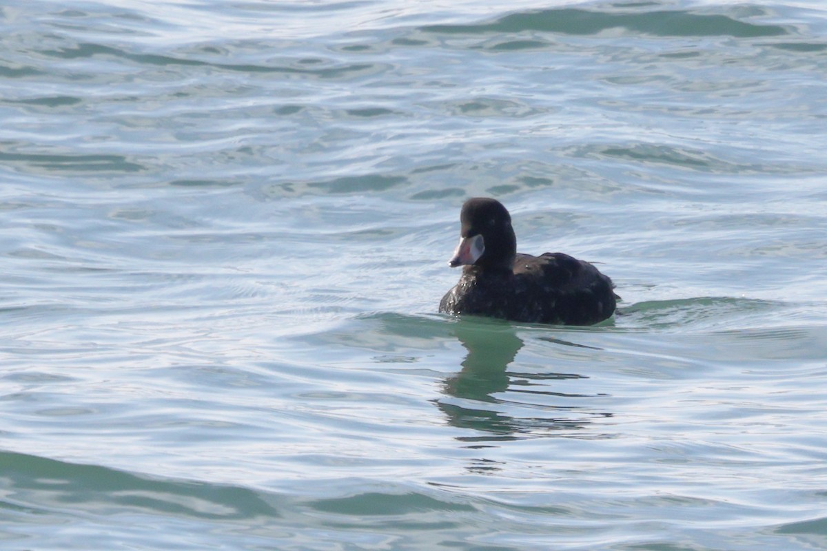 Surf Scoter - ML646793462