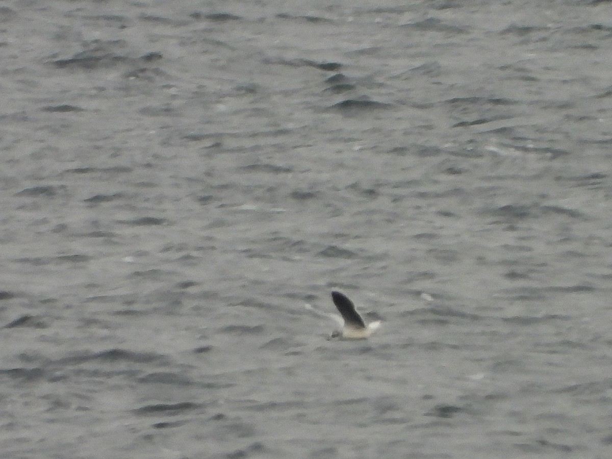 dvergmåke - ML646793463