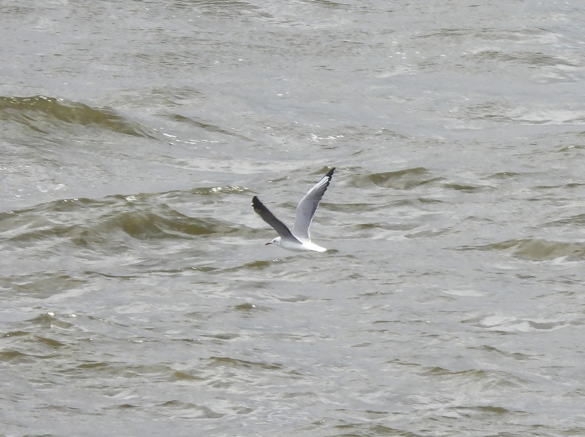 Gray-hooded Gull - ML646793467