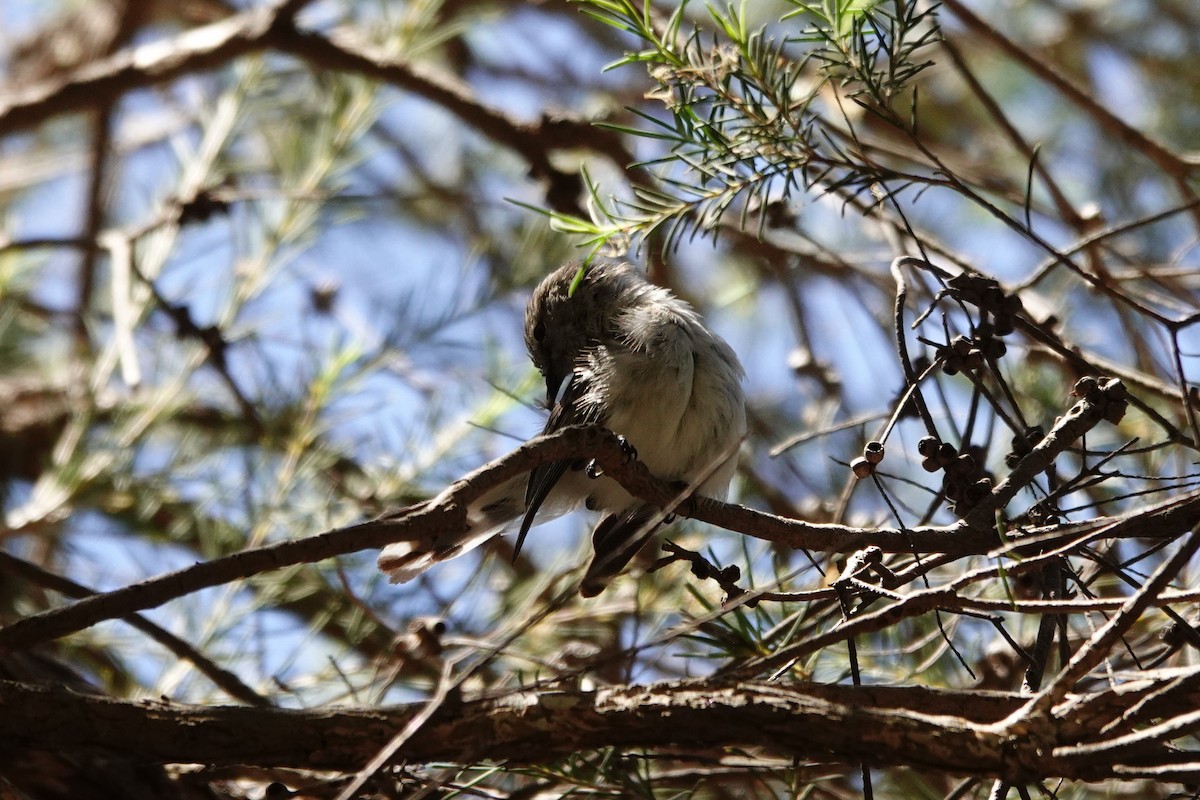 Western Gerygone - ML646793468