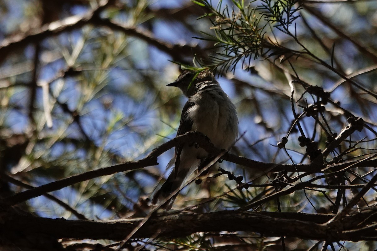 Western Gerygone - ML646793469