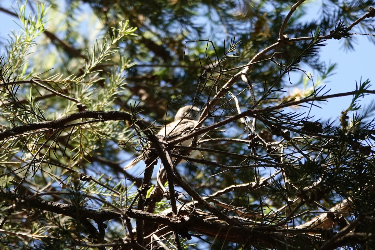 Western Gerygone - ML646793471