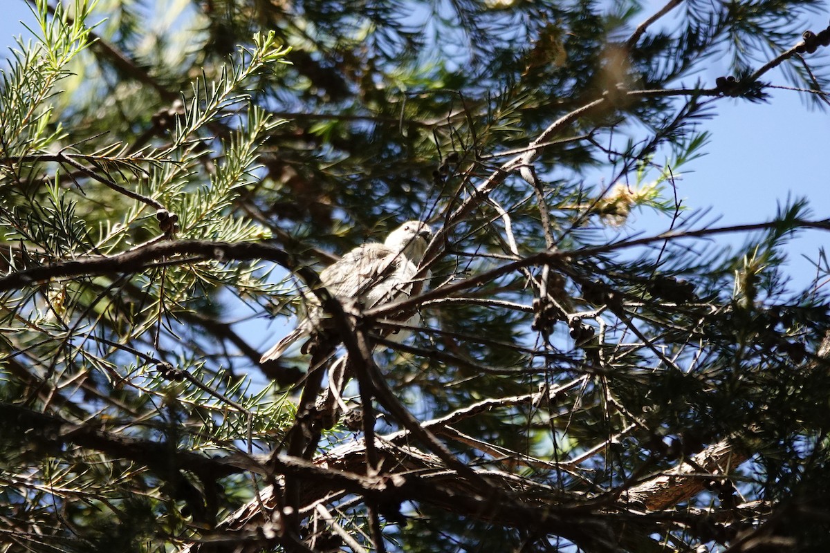 Western Gerygone - ML646793472