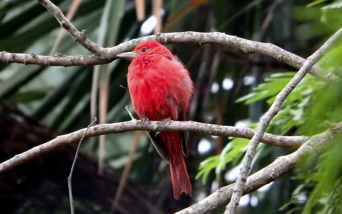 sommerpiranga - ML646793477