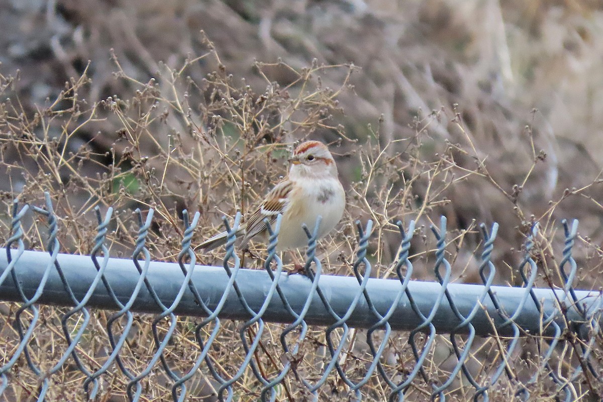 American Tree Sparrow - ML646793478
