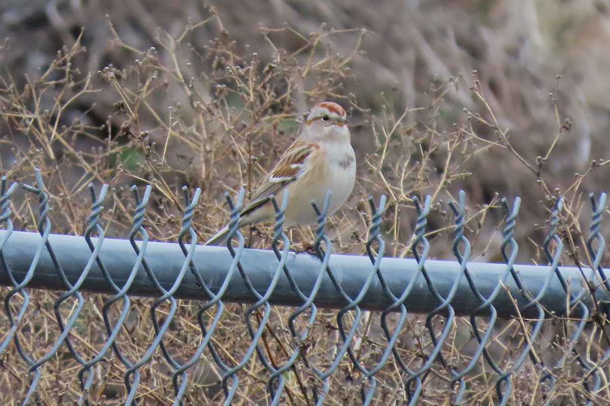 American Tree Sparrow - ML646793479