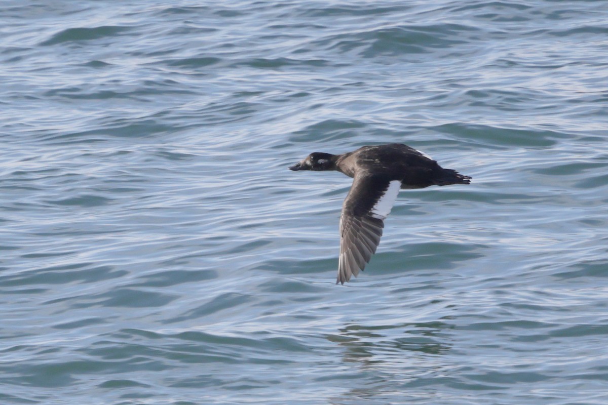 White-winged Scoter - ML646793482