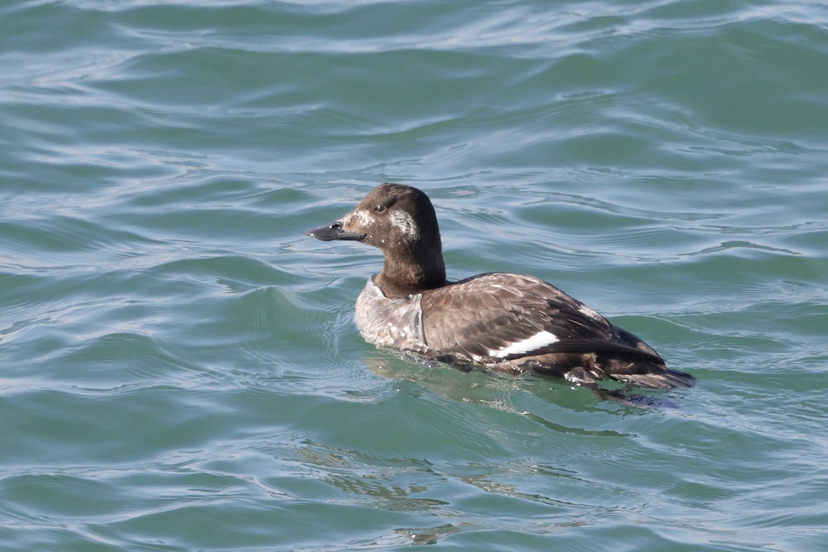White-winged Scoter - ML646793483
