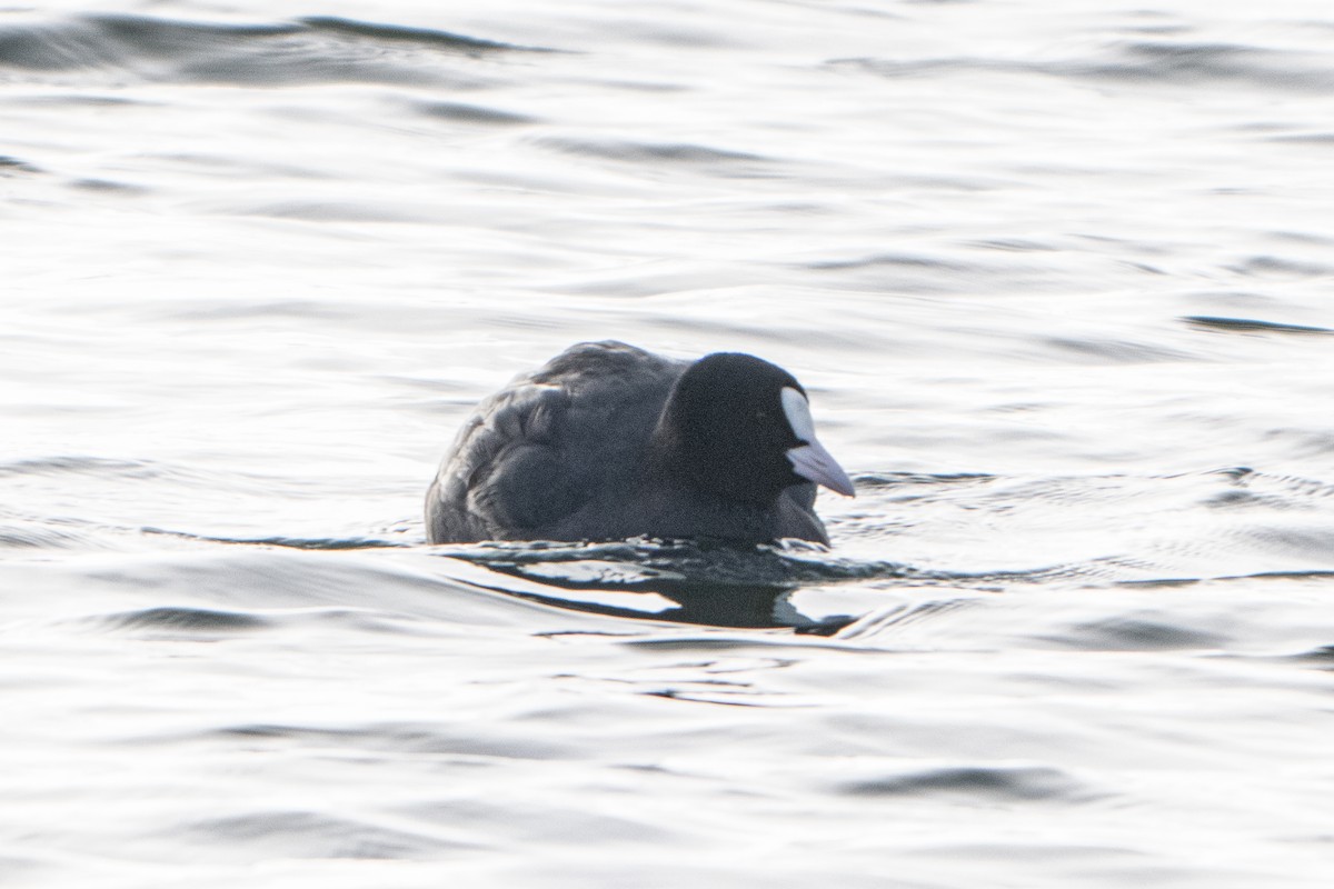 オオバン - ML646793488