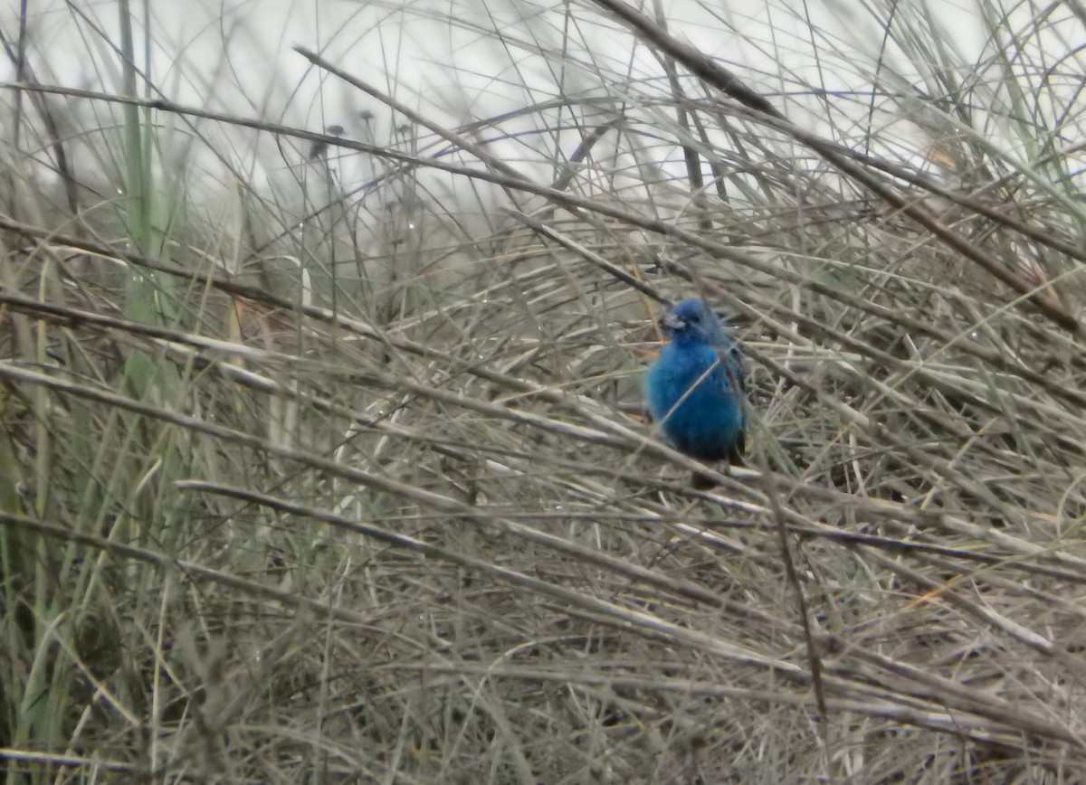 Indigo Bunting - ML646793489