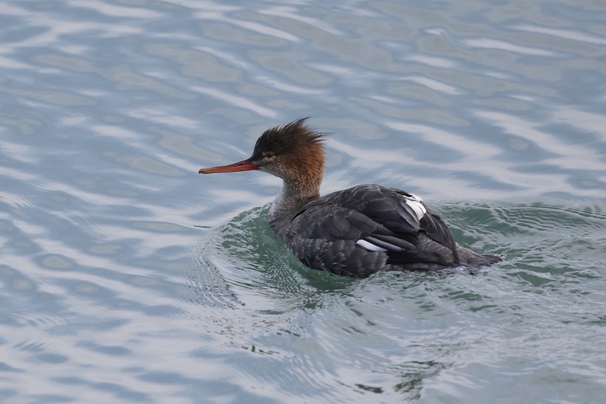Red-breasted Merganser - ML646793490