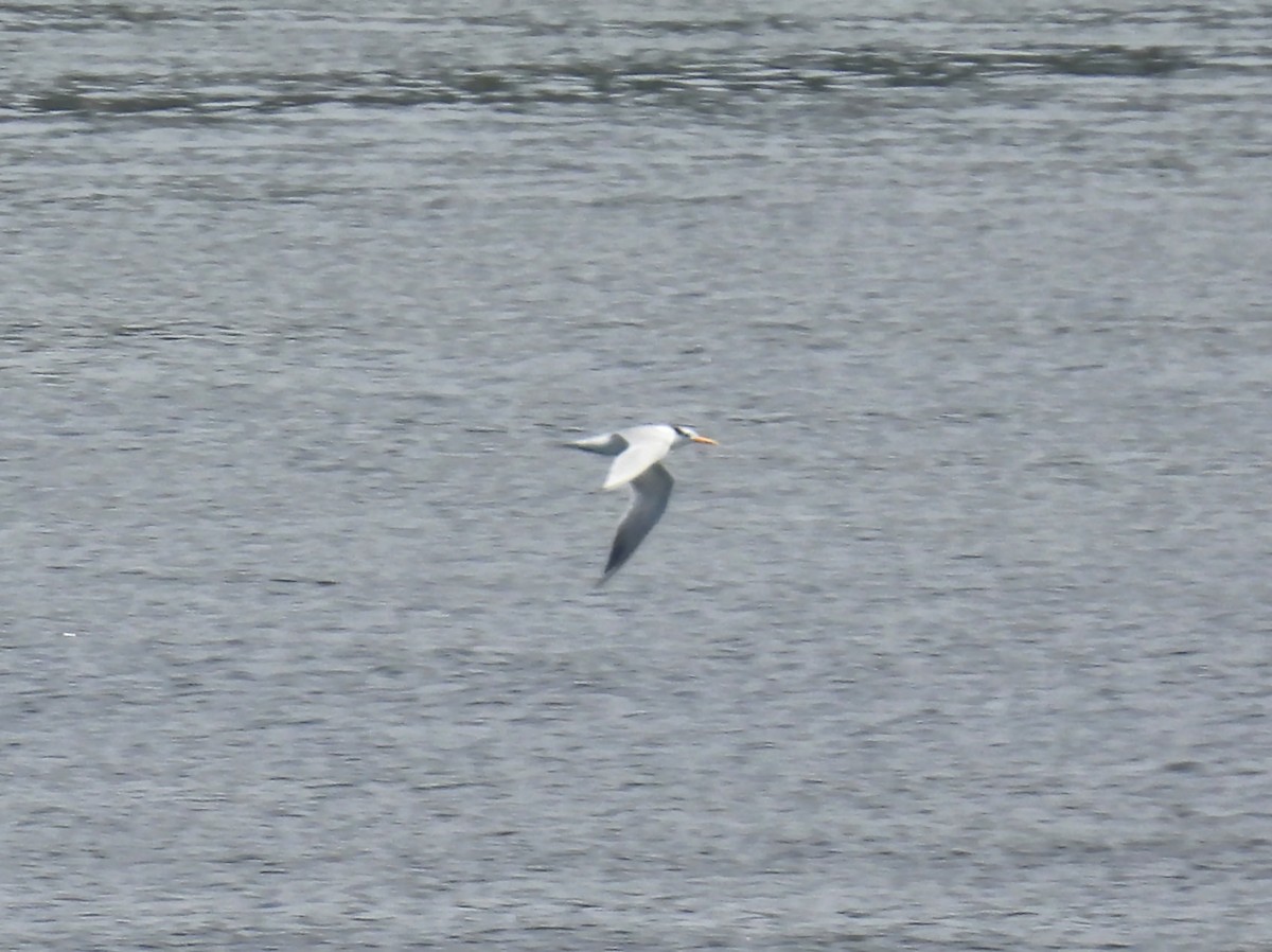 小鳳頭燕鷗 - ML646793491