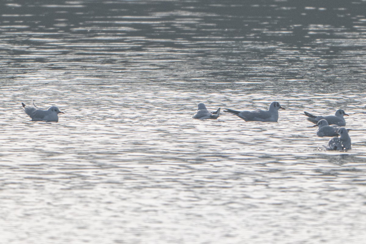 ユリカモメ - ML646793504