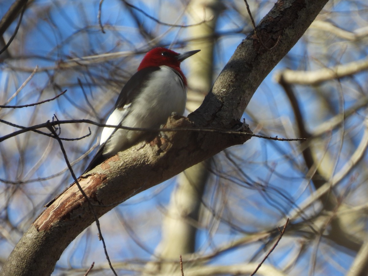 Kırmızı Başlı Ağaçkakan - ML646793508