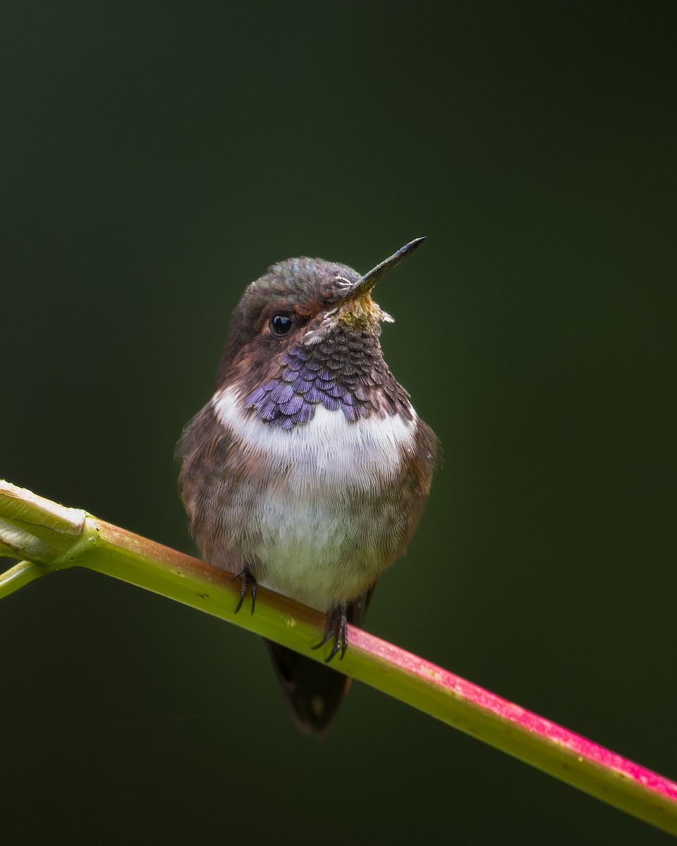 バラエリフトオハチドリ - ML646793514