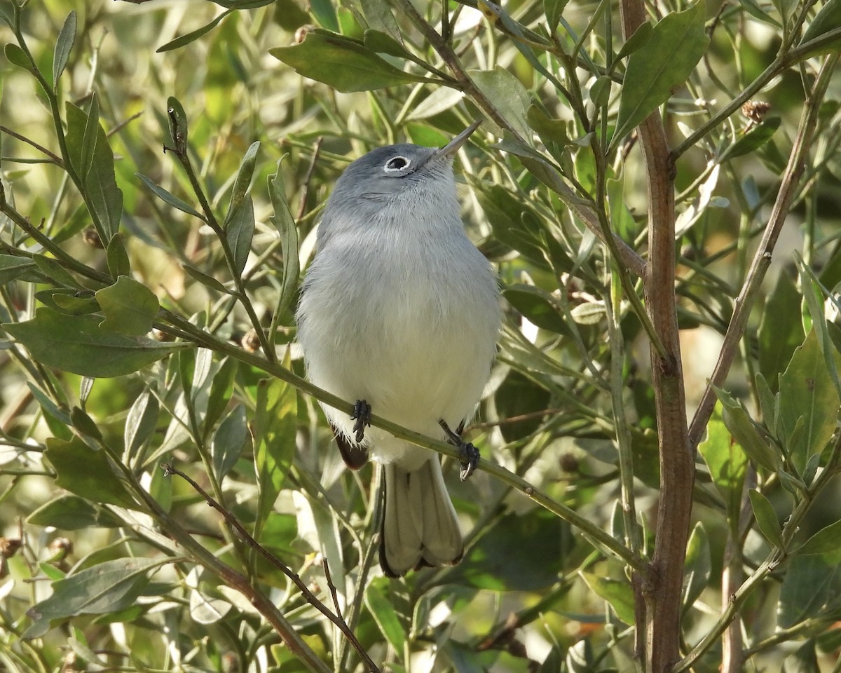 Blue-gray Gnatcatcher - ML646793515