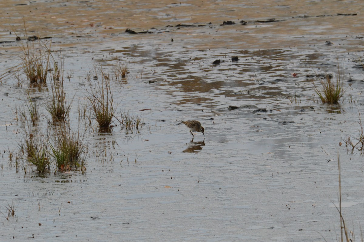 Sharp-tailed Sandpiper - ML646793516
