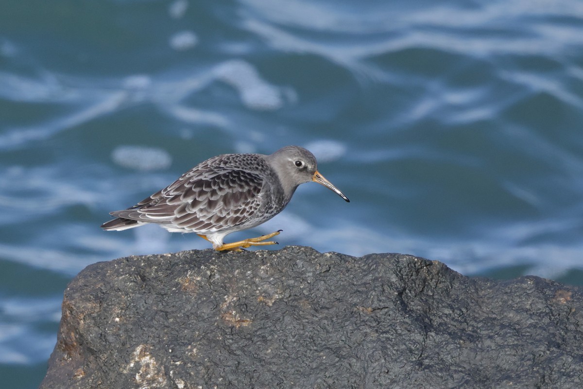 Purple Sandpiper - ML646793519