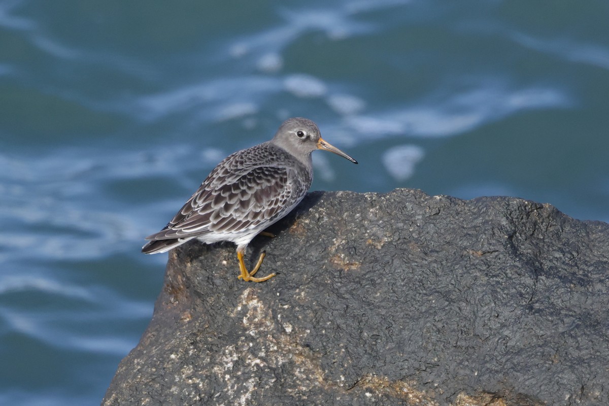 Purple Sandpiper - ML646793520