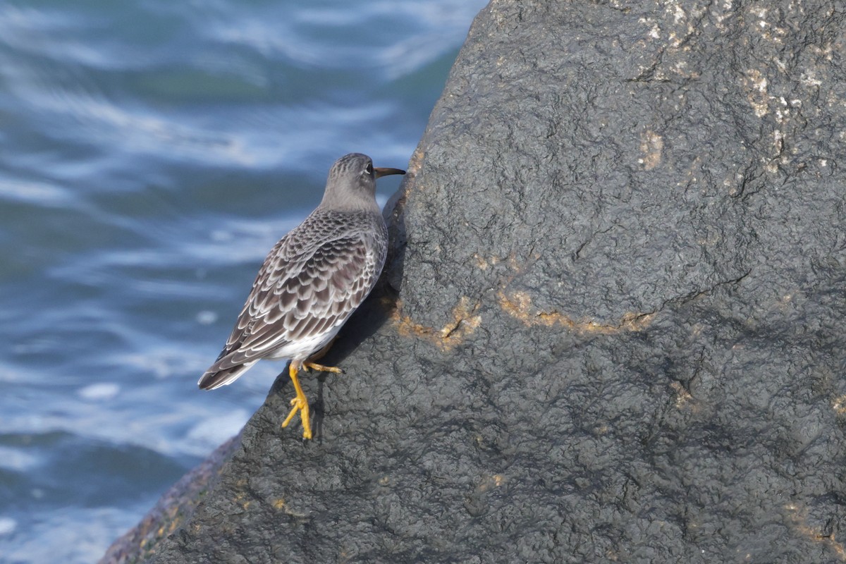 Purple Sandpiper - ML646793521