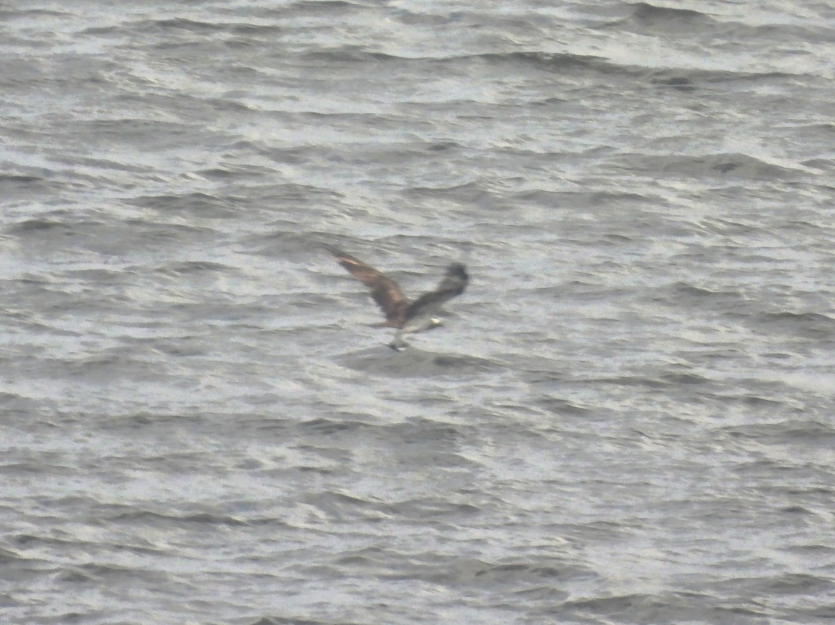 魚鷹 - ML646793524