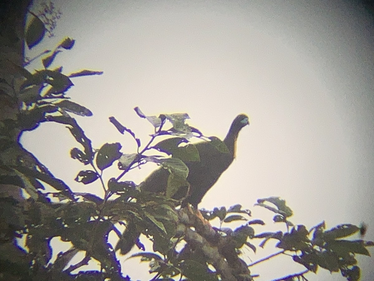 Wattled Guan - ML646793541