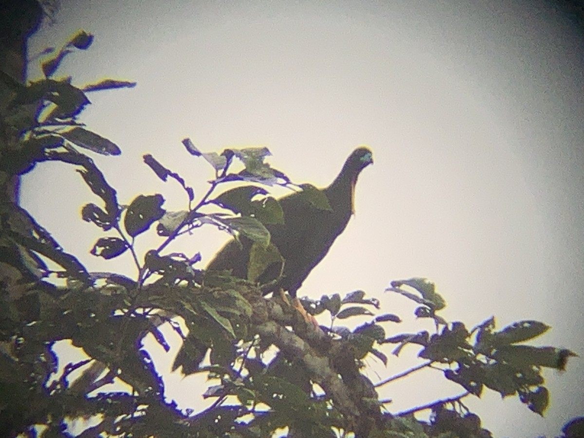 Wattled Guan - ML646793543