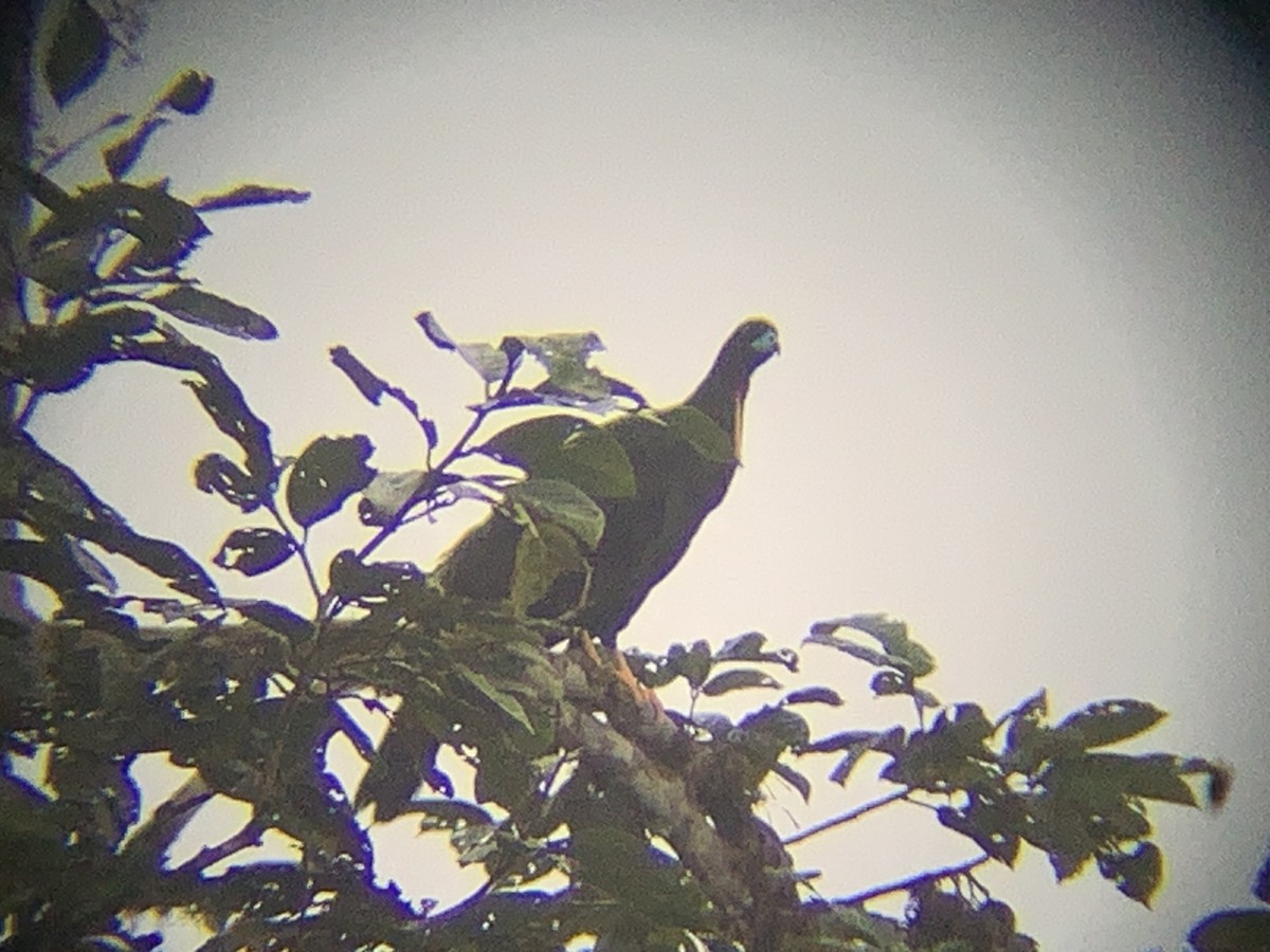 Wattled Guan - ML646793544