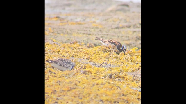 Taşçeviren - ML646793556