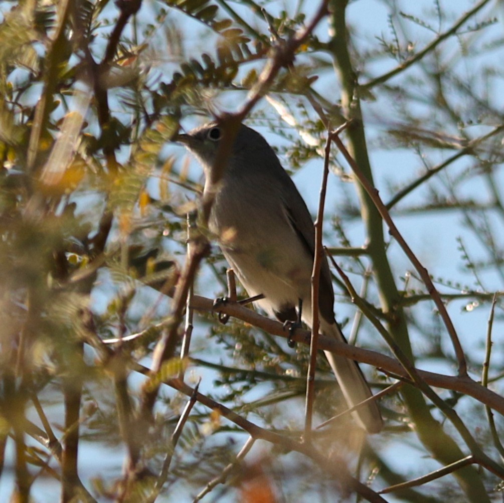 ブユムシクイ - ML646793557