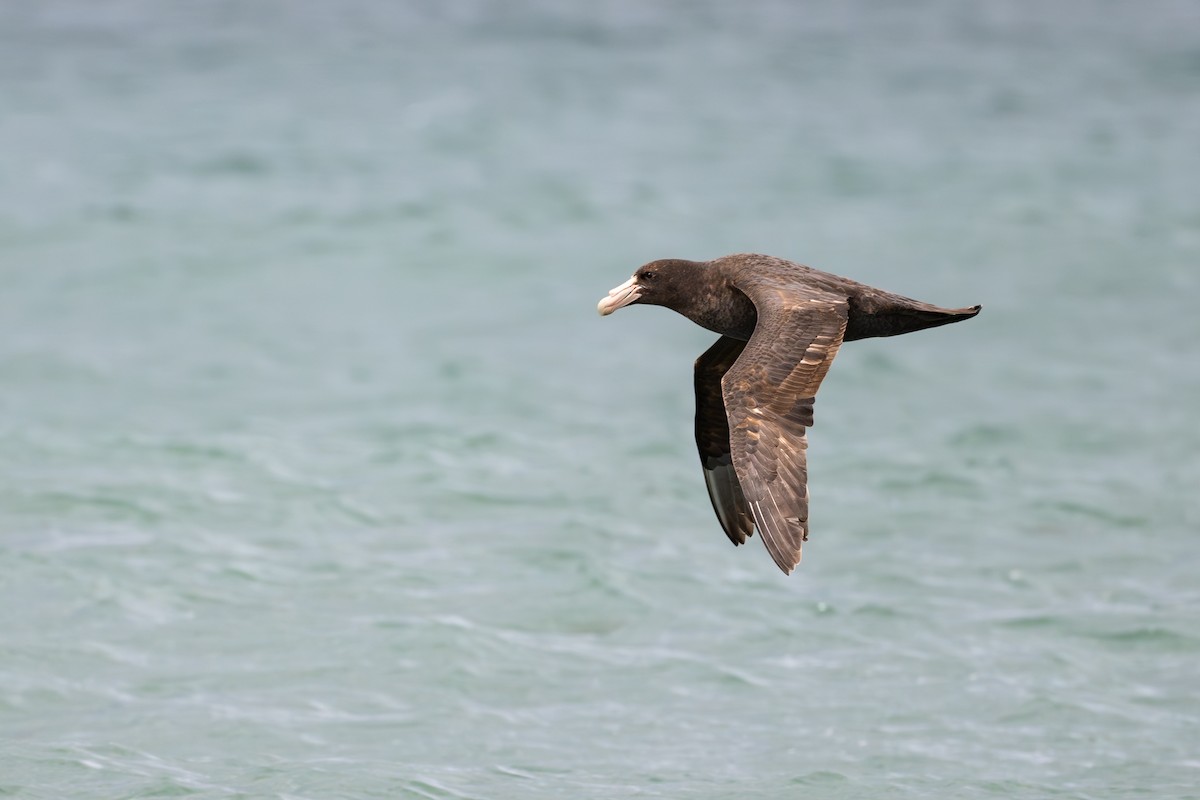 סערון-ענק דרומי - ML646793558