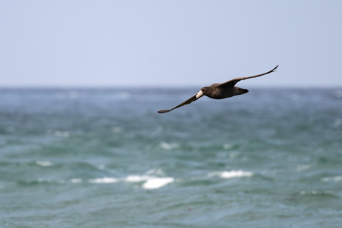 סערון-ענק דרומי - ML646793559