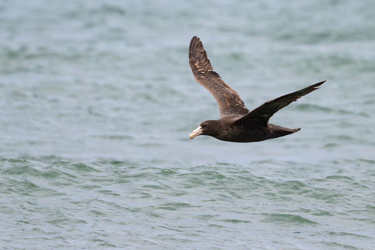 סערון-ענק דרומי - ML646793560