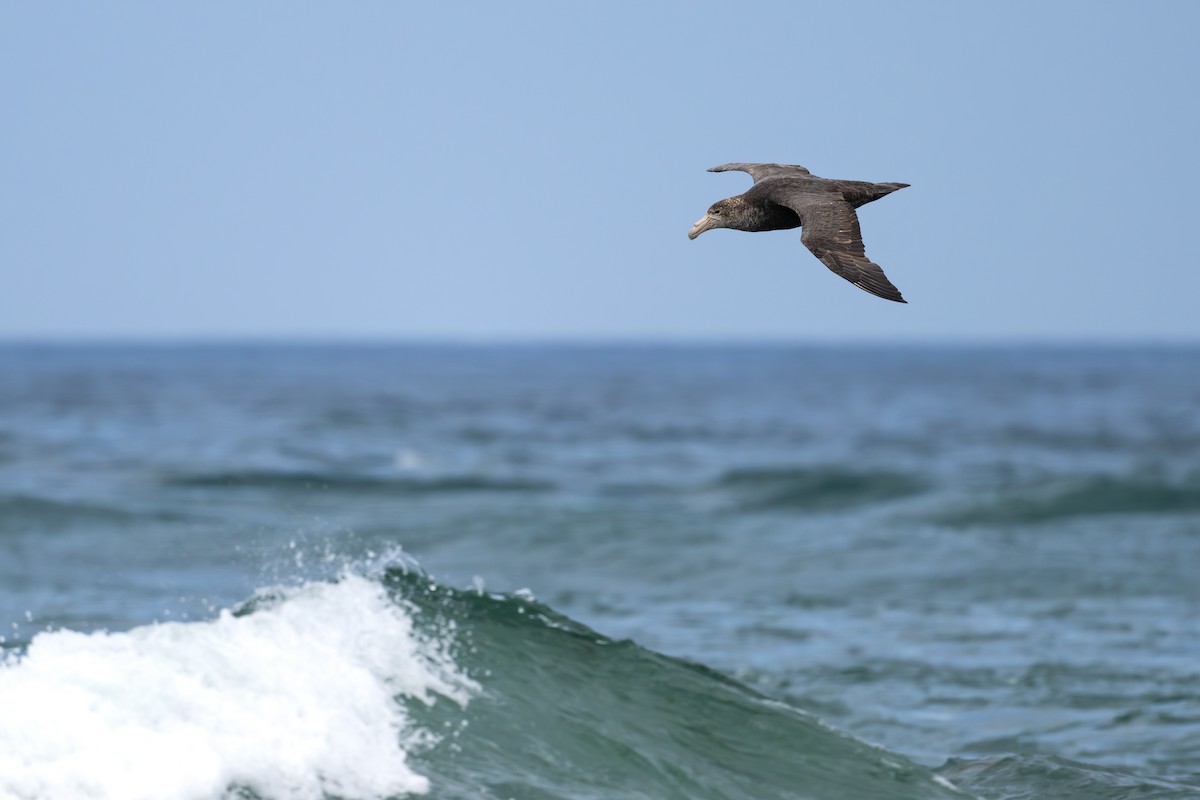 סערון-ענק דרומי - ML646793561