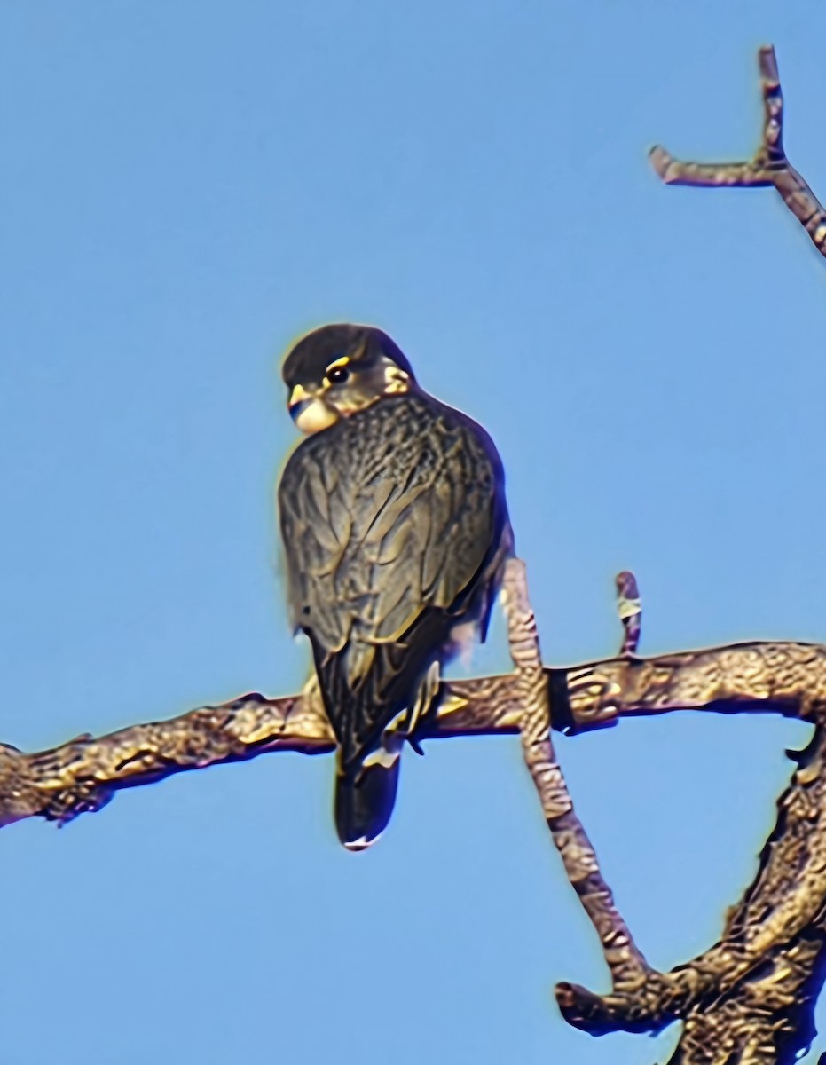 Дербник - ML646793563