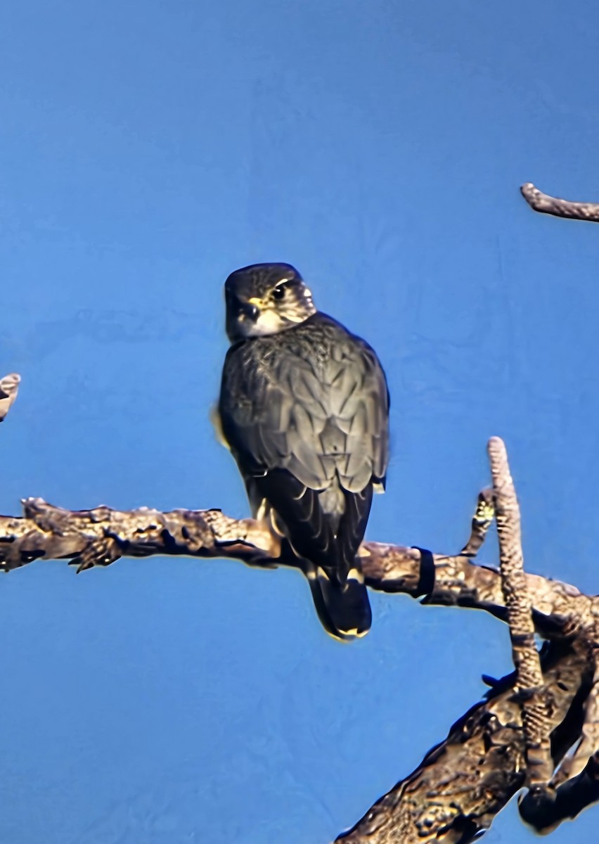 Дербник - ML646793564