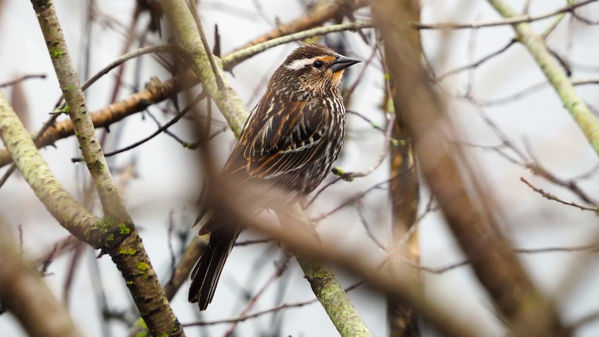 Carouge à épaulettes - ML646793576