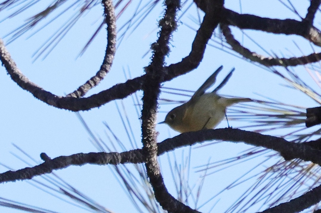 králíček americký - ML646793579