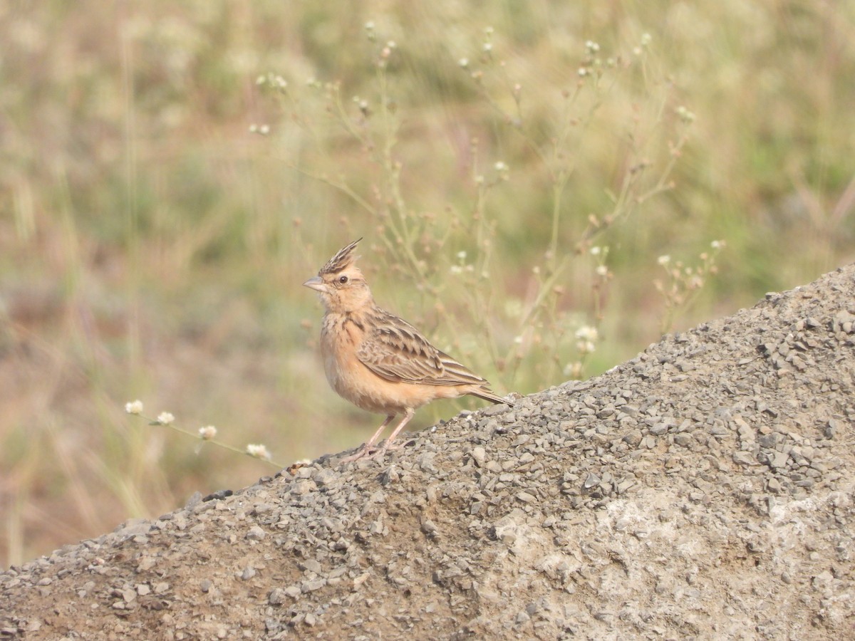 tanımsız Alaudidae sp. - ML646793580