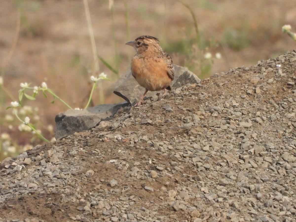 tanımsız Alaudidae sp. - ML646793581