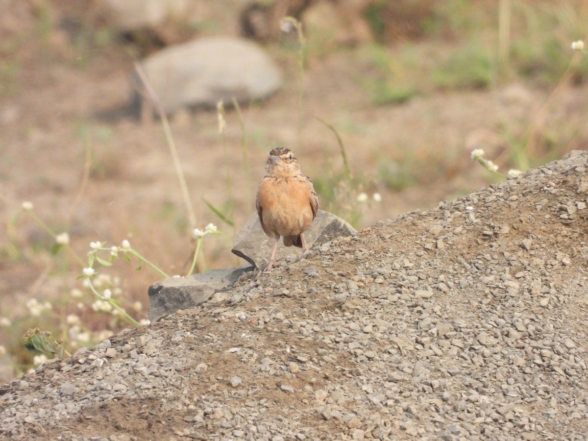 tanımsız Alaudidae sp. - ML646793582