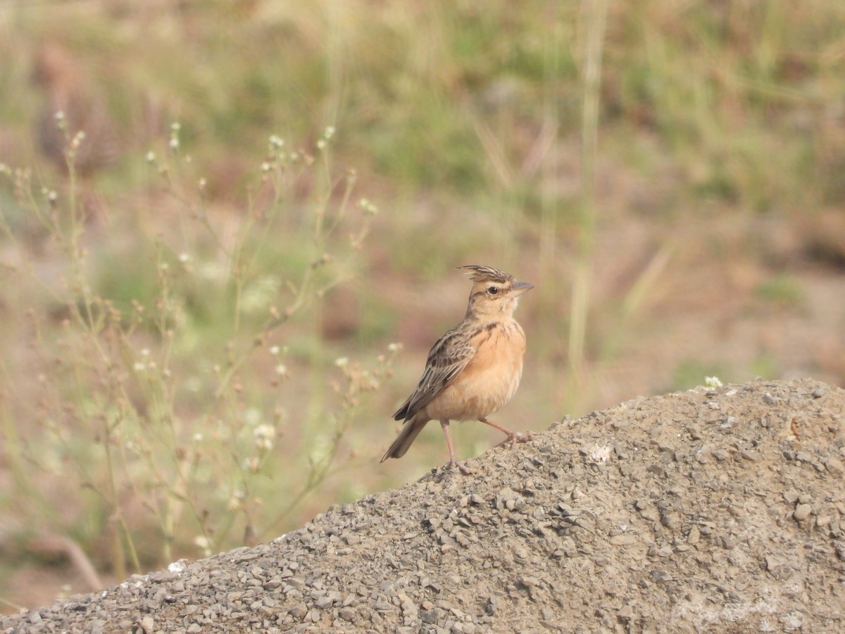 tanımsız Alaudidae sp. - ML646793583