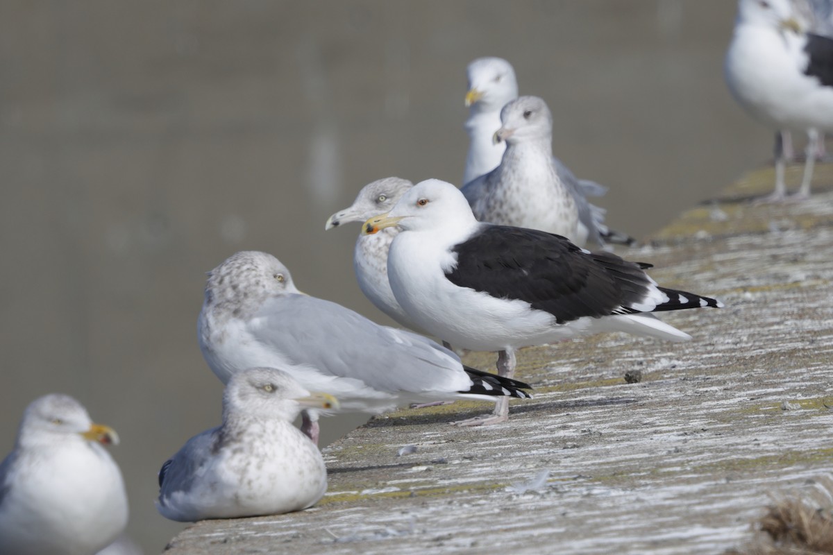 Great Black-backed Gull - ML646793591