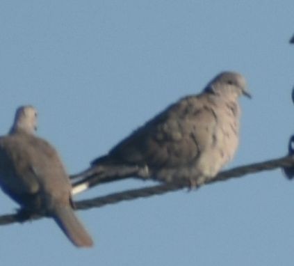 Буулгат хүүрзгэнэ - ML646793593