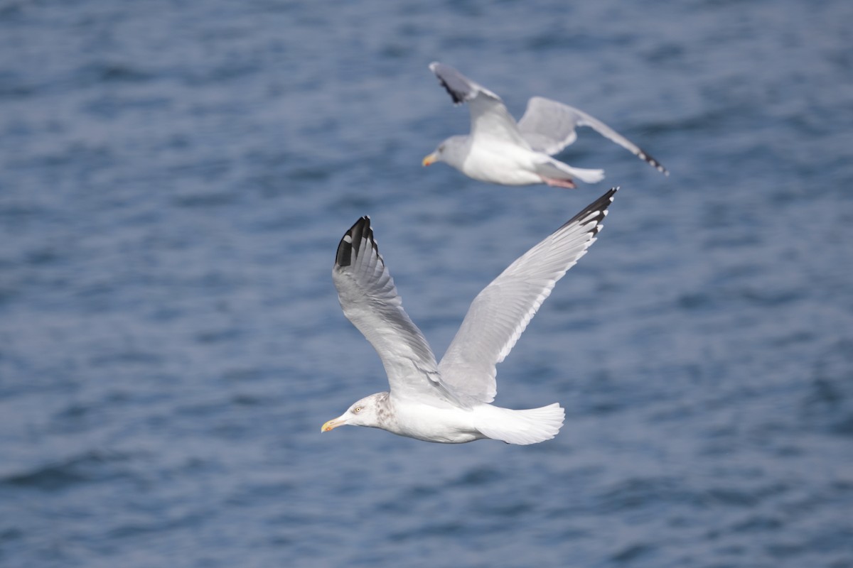 American Herring Gull - ML646793594