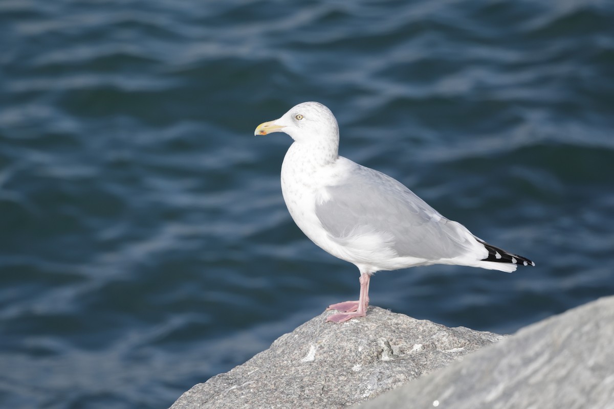 American Herring Gull - ML646793595