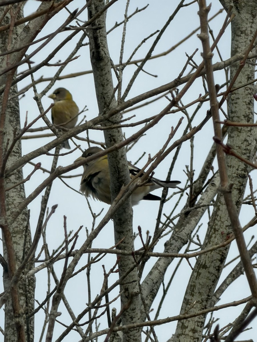Evening Grosbeak - ML646793597