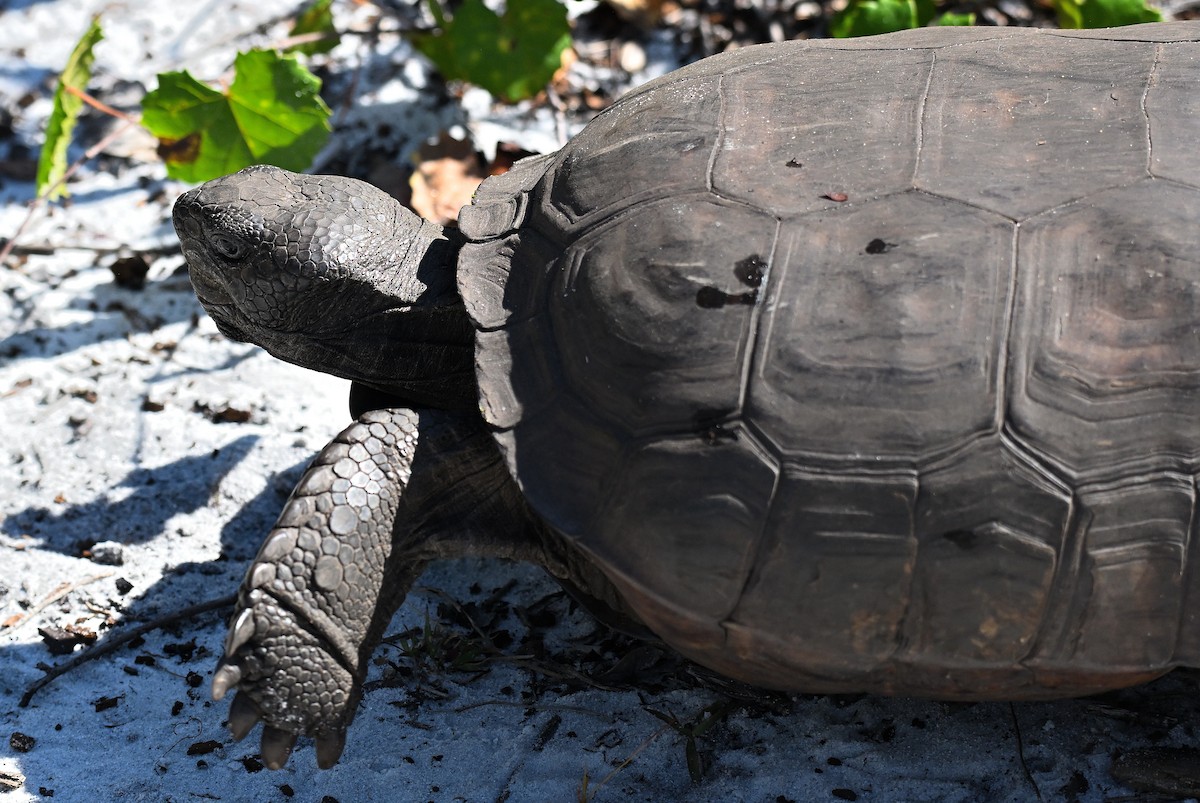 Gopher Tortoise - ML646793600
