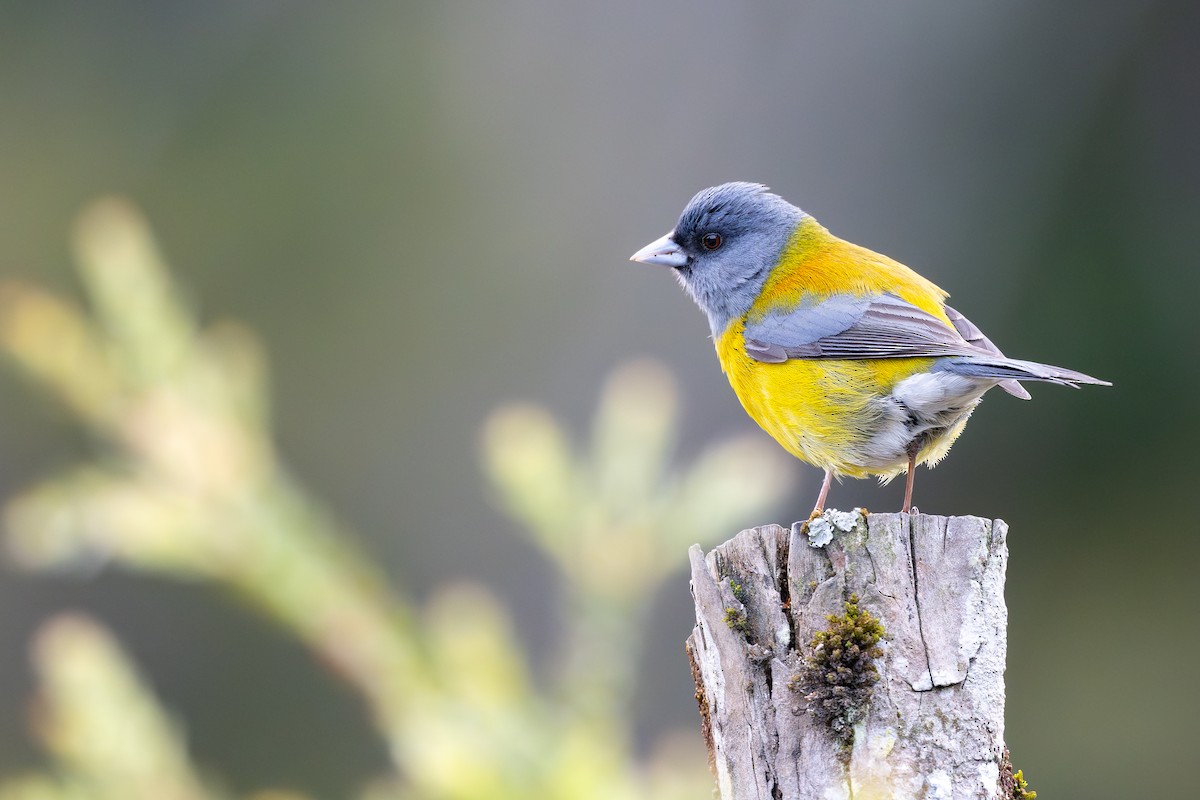 Patagonian Sierra Finch - ML646793601