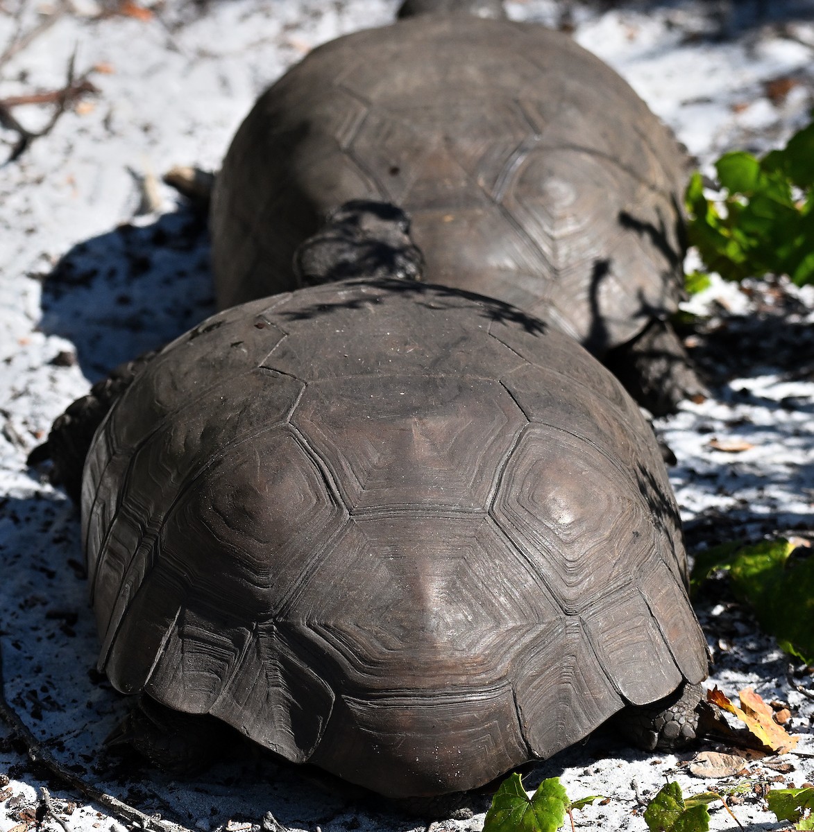 Gopher Tortoise - ML646793603